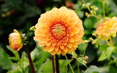 Que planter dans son jardin à Pâques ?