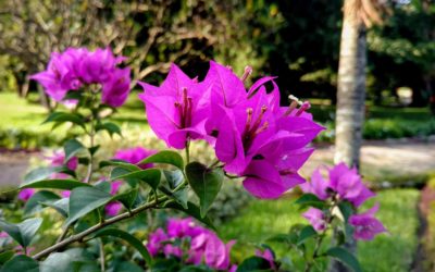 🌼 Que planter dans son jardin au mois de mai ?