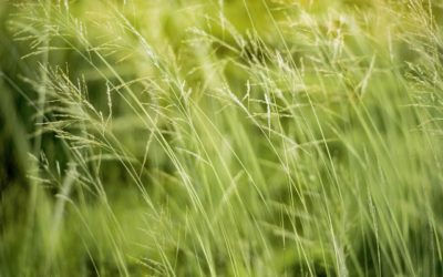 Créer une ambiance de fin d’été avec des feuillages décoratifs et floraisons tardives