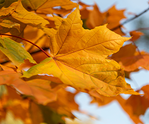 Préparer son jardin pour l’automne en douceur