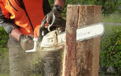 Élagage à Genève en juillet : comment entretenir son jardin sans le fragiliser