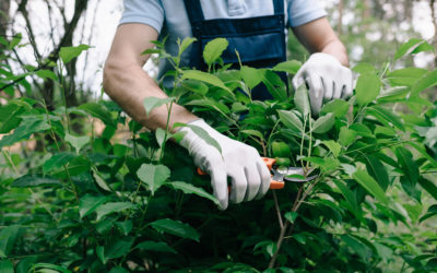 Préparer son jardin pour l’été : les indispensables à ne pas oublier