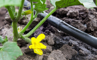 Partir en vacances l’esprit tranquille : comment préparer son jardin ?