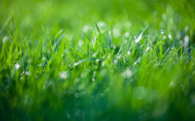 Pelouse à Genève en septembre : pourquoi la rentrée est le bon moment pour rénover votre jardin