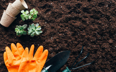 Entretien de jardin à Genève en juillet : comment préserver vos extérieurs pendant l’été